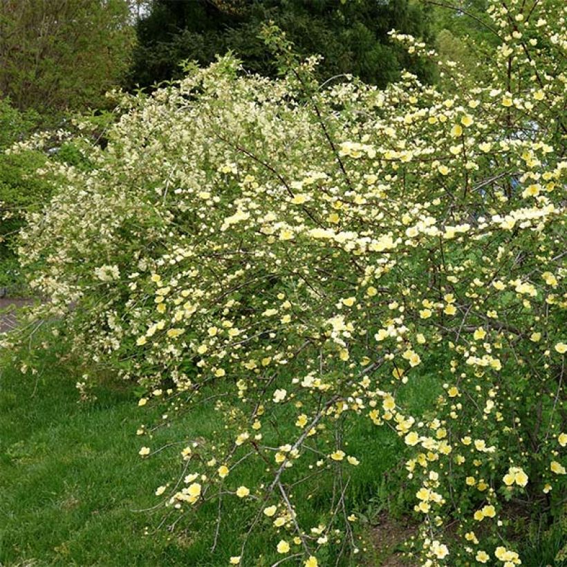 Rosa hugonis - Hugos Rose (Hafen)