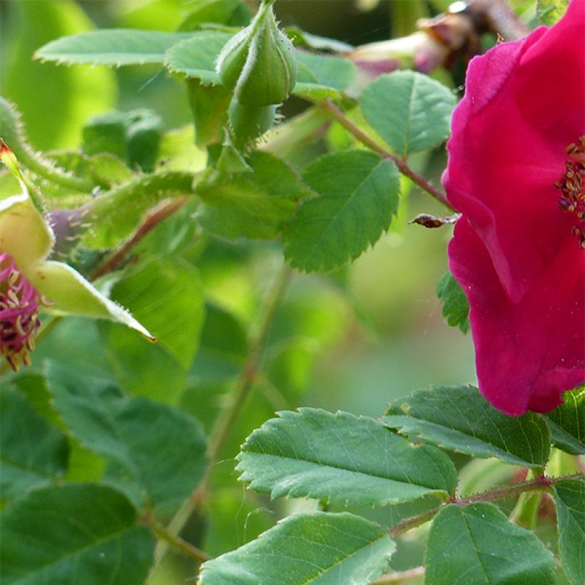 Rosa moyesii Geranium - Mandarin-Rose (Laub)