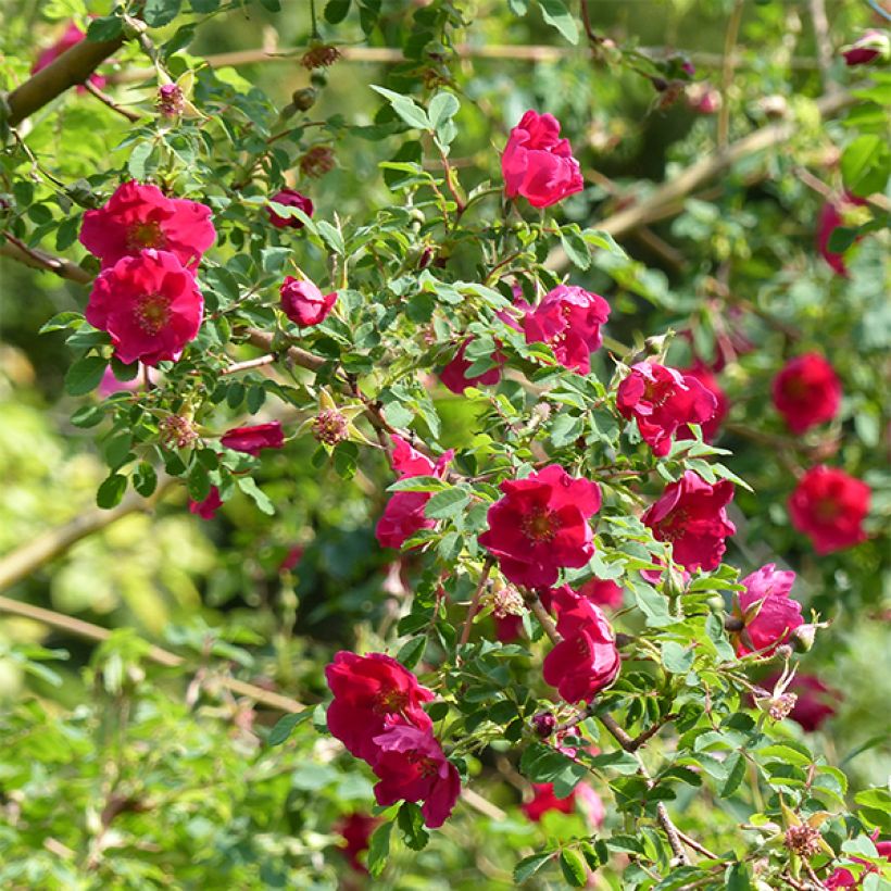 Rosa moyesii Geranium - Mandarin-Rose (Blüte)