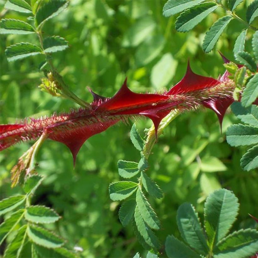 Rosa omeiensis Pteracantha - Omei-Rose (Laub)