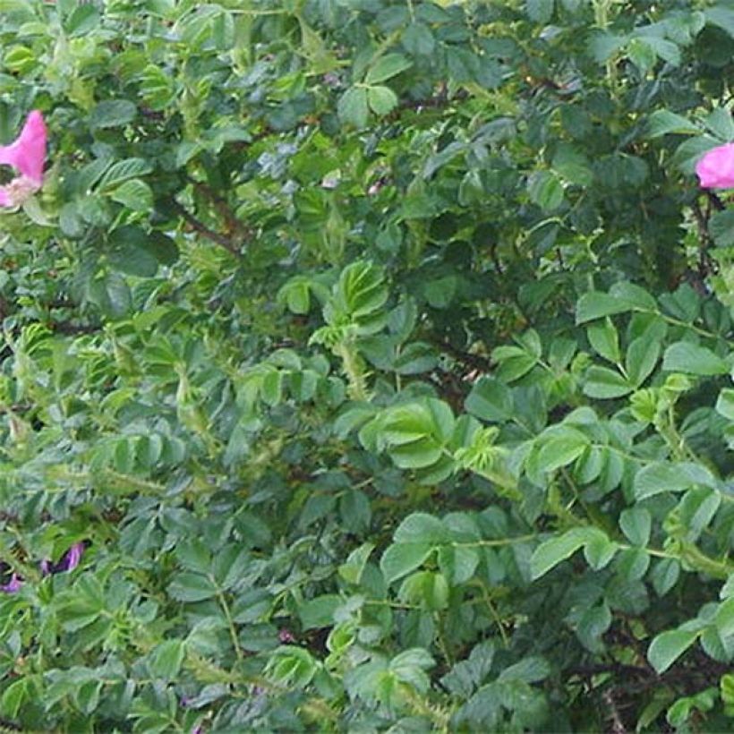 Rosa rugosa - Apfelrose (Laub)