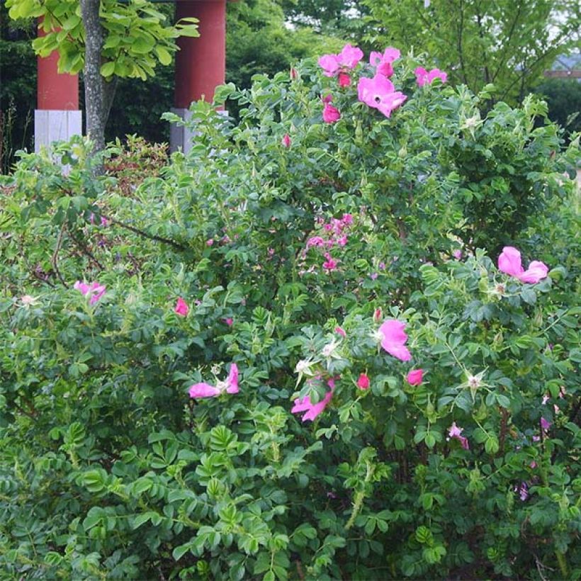 Rosa rugosa - Apfelrose (Hafen)