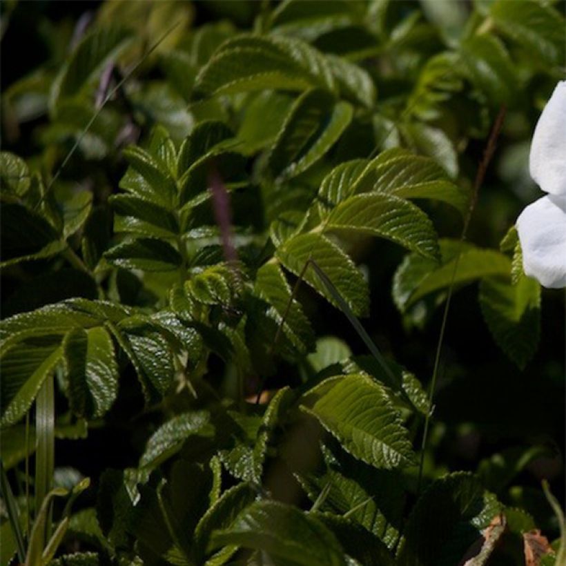 Rosa rugosa Alba - Apfelrose (Laub)