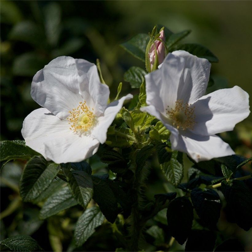 Rosa rugosa Alba - Apfelrose (Blüte)