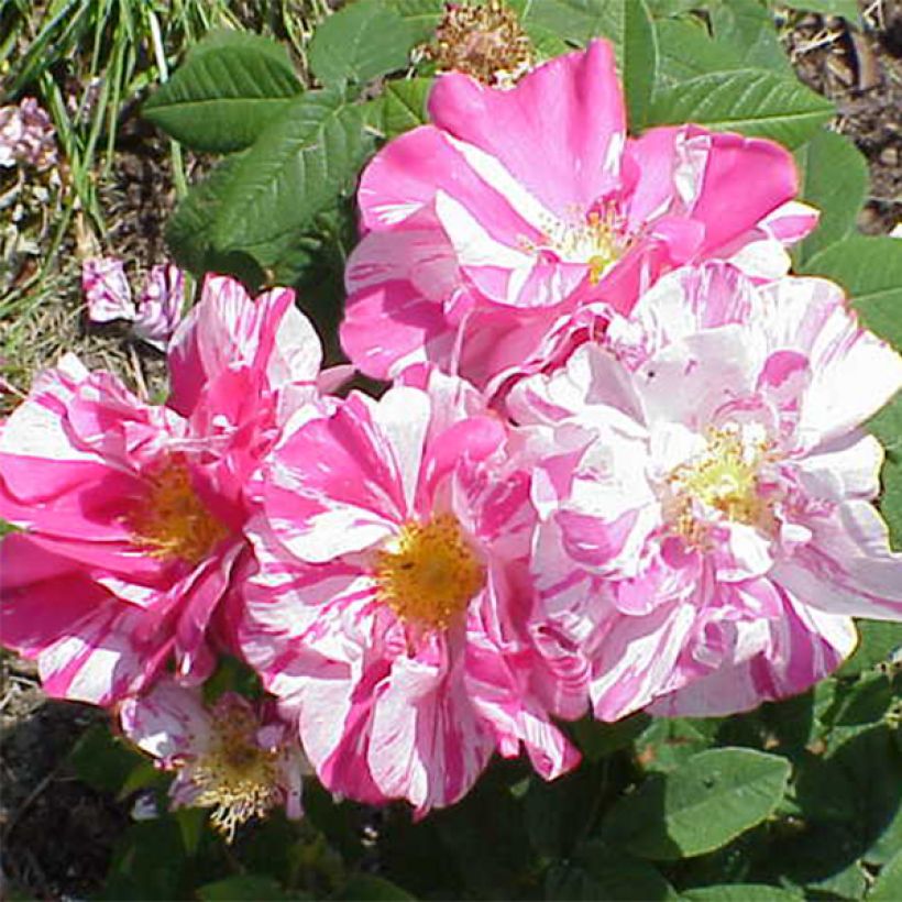 Rosa gallica Versicolor - Essig-Rose (Blüte)