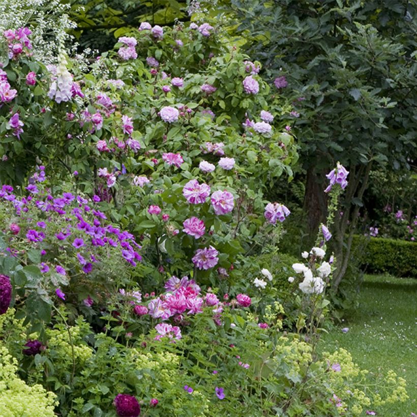 Rosa gallica Versicolor - Essig-Rose (Hafen)