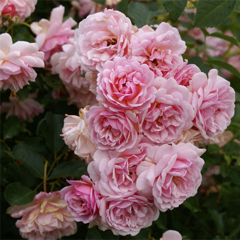 Rosa moschata Felicia - Moschus-Rose (Blüte)