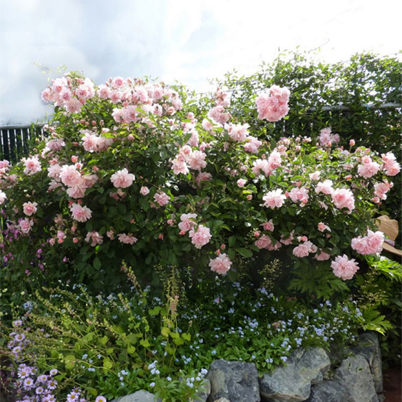 Rosa moschata Felicia - Moschus-Rose (Hafen)