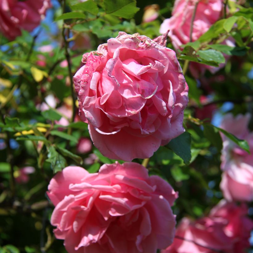 Rosa Mme Gregoire Staechelin - Alte Kletterrose (Blüte)