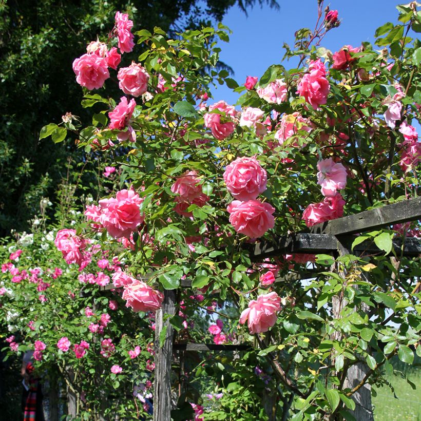 Rosa Mme Gregoire Staechelin - Alte Kletterrose (Hafen)