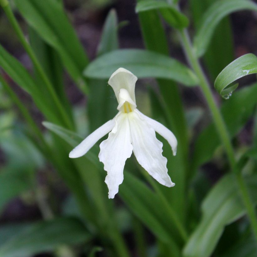 Roscoea beesiana Alba - Scheinorchidee (Blüte)