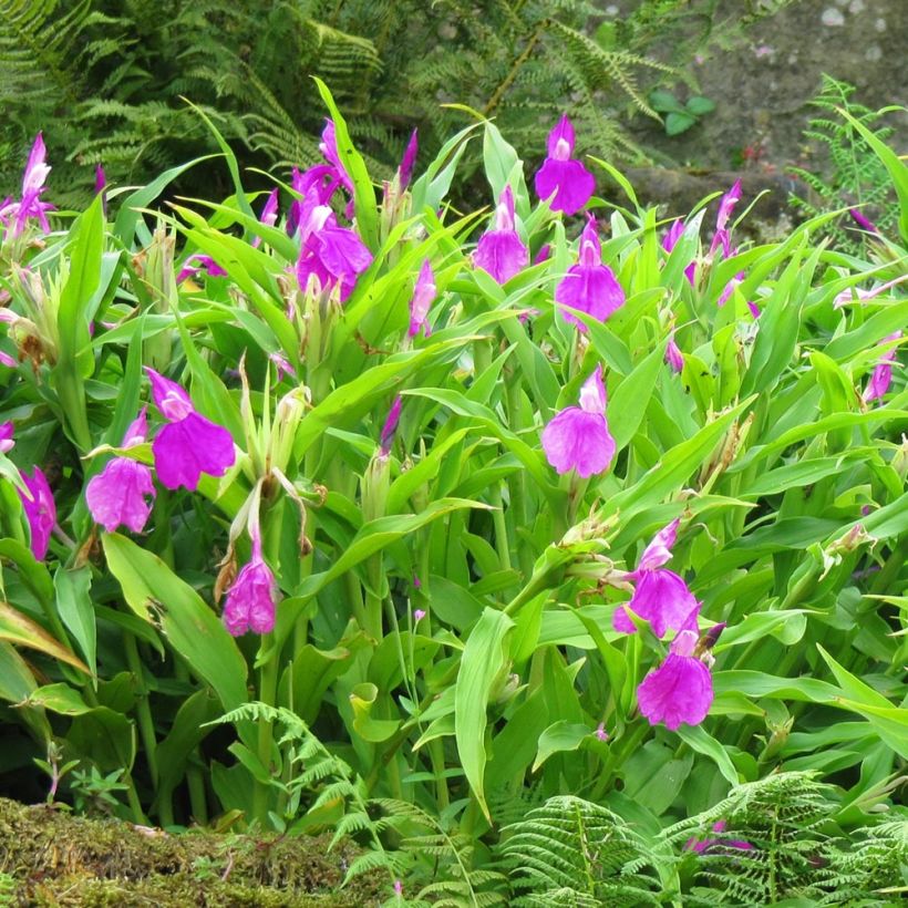 Roscoea purpurea - Scheinorchidee (Hafen)