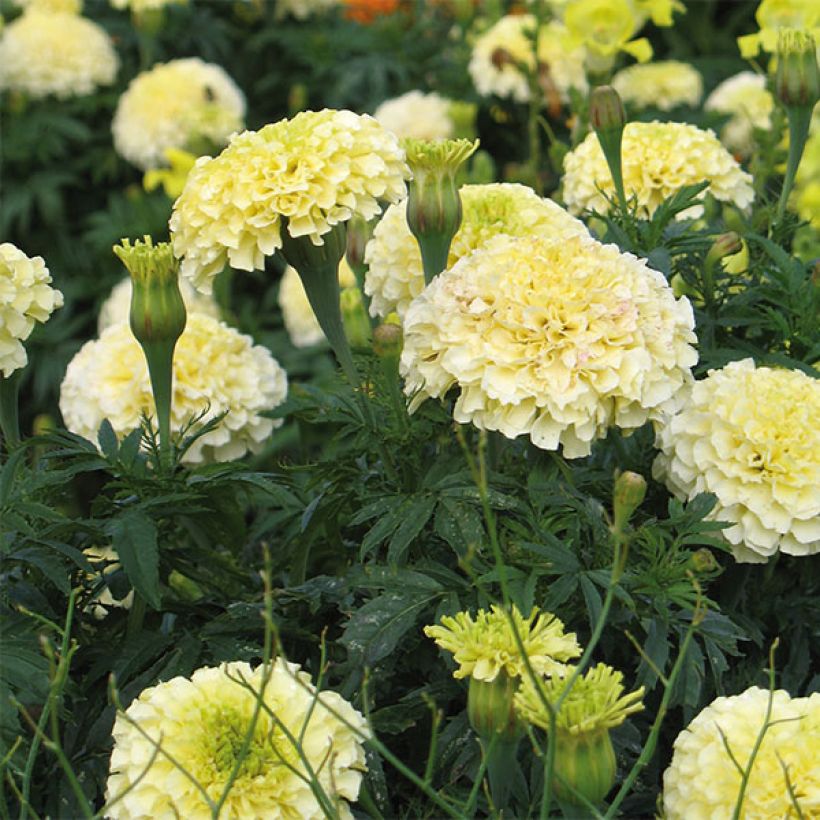 Aufrechte Studentenblume F1 Vanilla - Tagetes (Blüte)