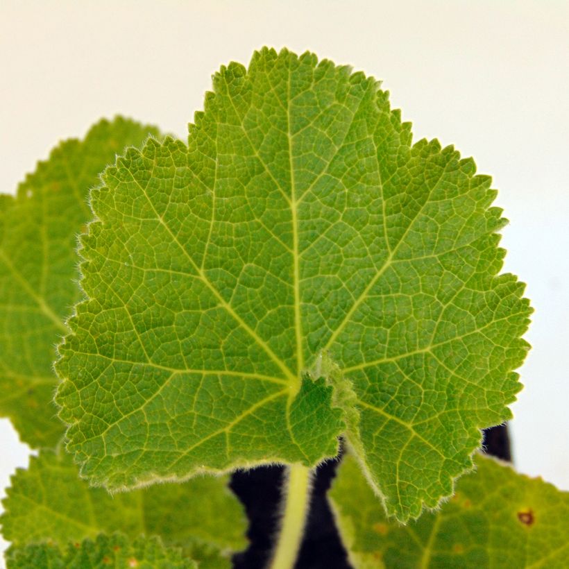 Alcea rosea Chater's Double White - Gewöhnliche Stockrose (Laub)