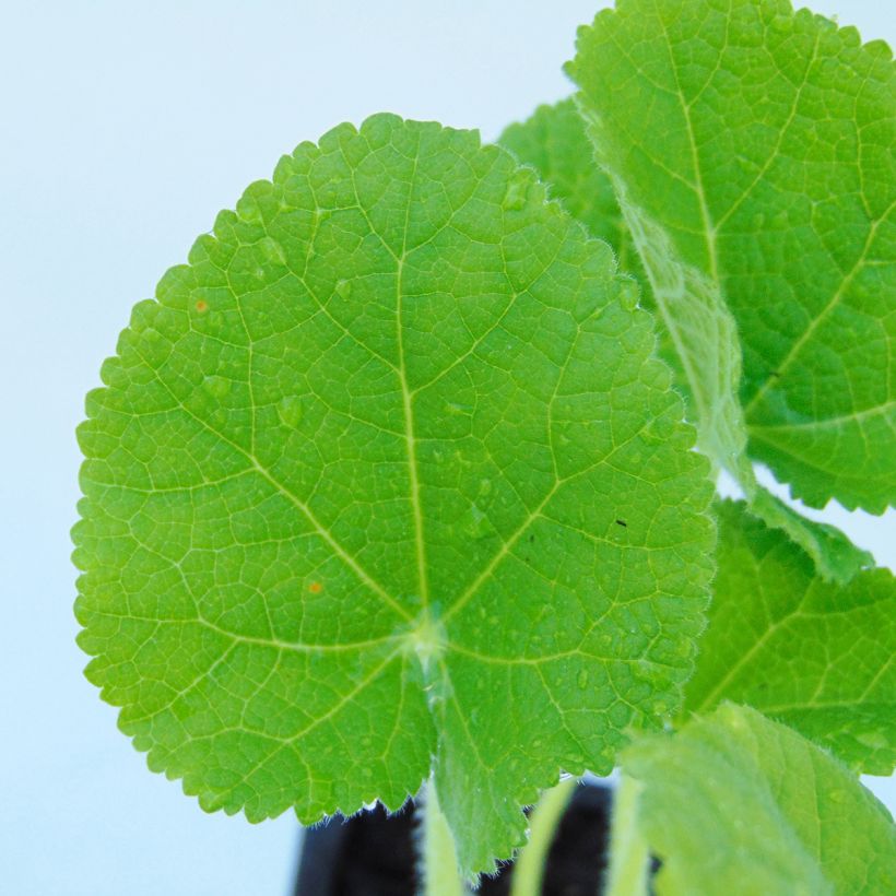 Alcea rosea Chater's Double Yellow - Gewöhnliche Stockrose (Laub)