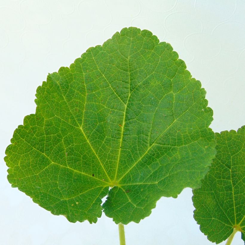 Alcea rosea Chater's Double Rose - Gewöhnliche Stockrose (Laub)