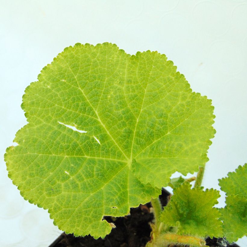 Alcea rosea Chater's Double Salmon - Gewöhnliche Stockrose (Laub)