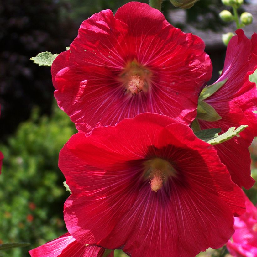 Alcea rosea Mars Magic - Gewöhnliche Stockrose (Blüte)