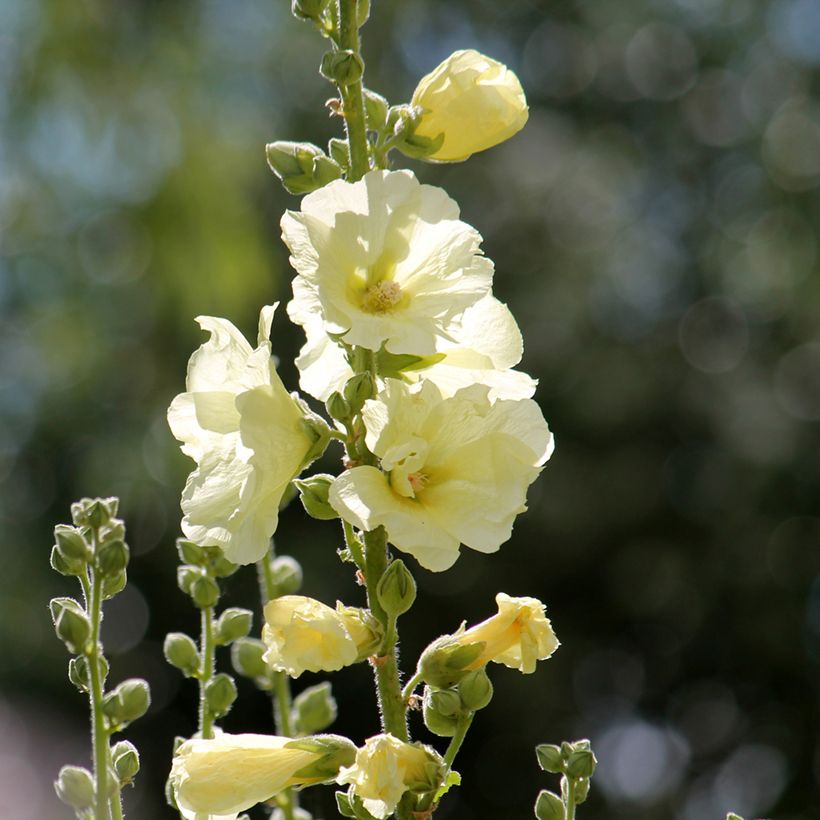 Alcea rosea Sunshine - Gewöhnliche Stockrose (Blüte)