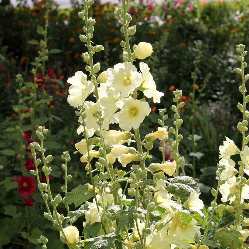 Alcea rosea Sunshine - Gewöhnliche Stockrose (Hafen)