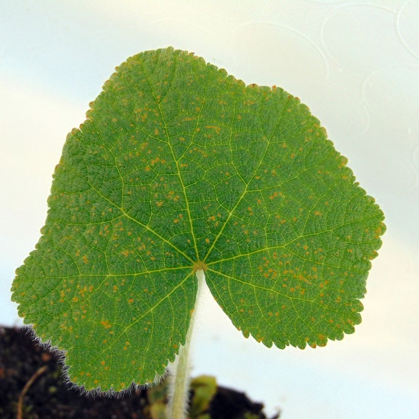 Alcea rugosa - Gewöhnliche Stockrose (Laub)