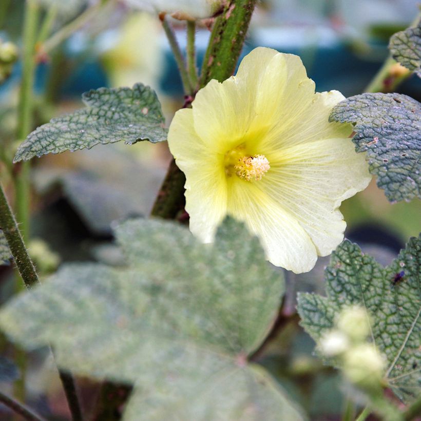 Alcea rugosa - Gewöhnliche Stockrose (Blüte)