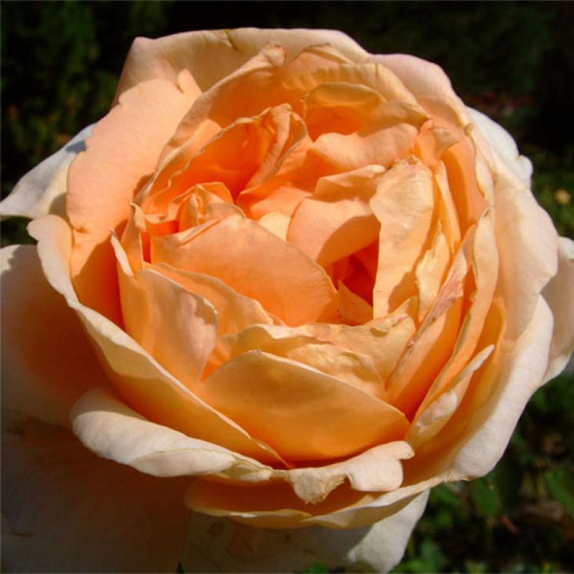 Rosa Abbaye de Cluny - Edelrose (Blüte)