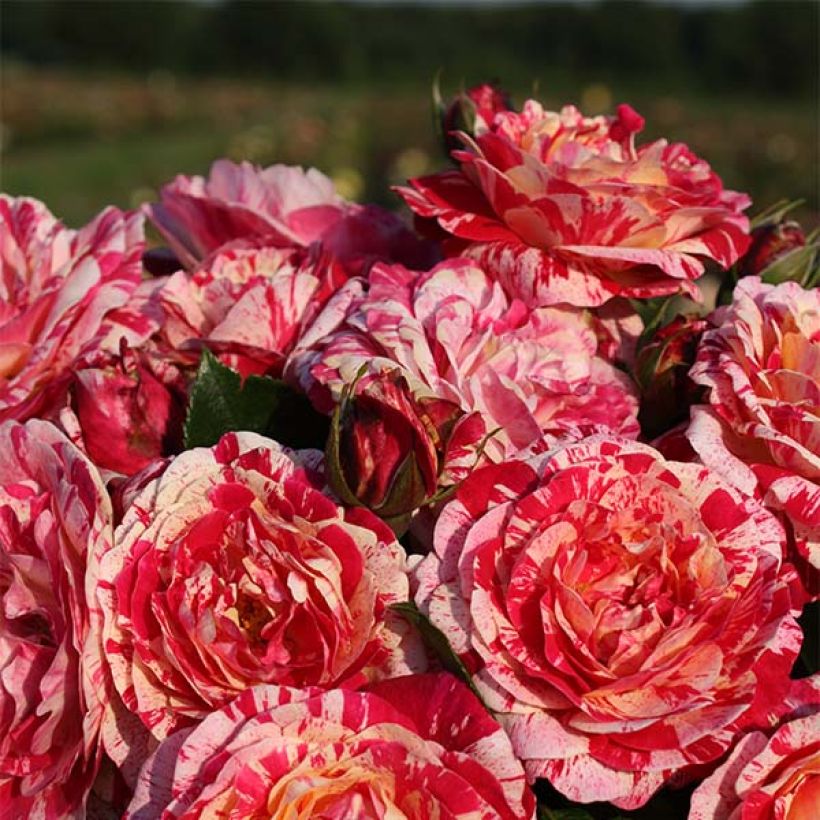 Rosa Abracadabra - Beetrose (Blüte)