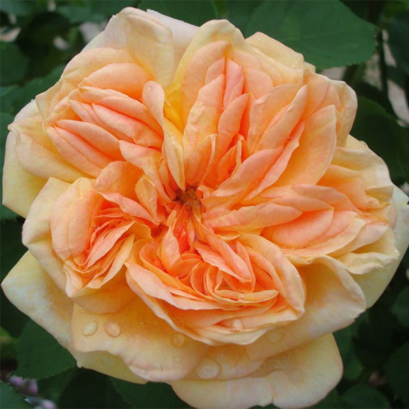 Rosa Alchymist - Kletterrose (Blüte)