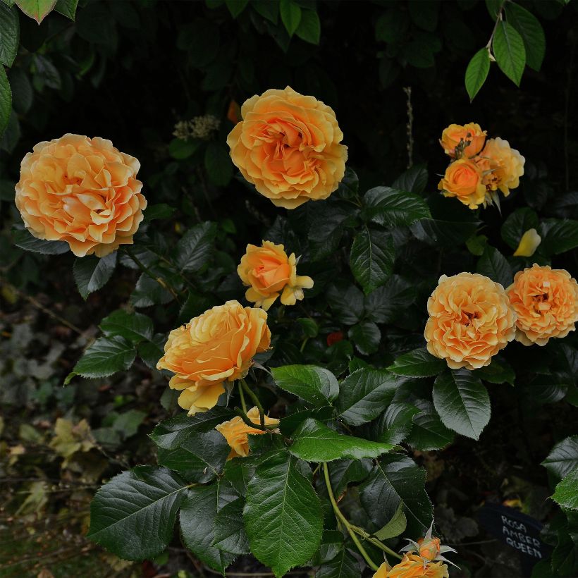 Rosa Amber Queen - Beetrose (Hafen)