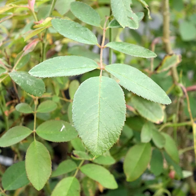 Rosa Fragrant Old purple - Englische Rose (Laub)