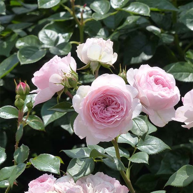 Rosa Mariatheresia - Beetrose (Blüte)