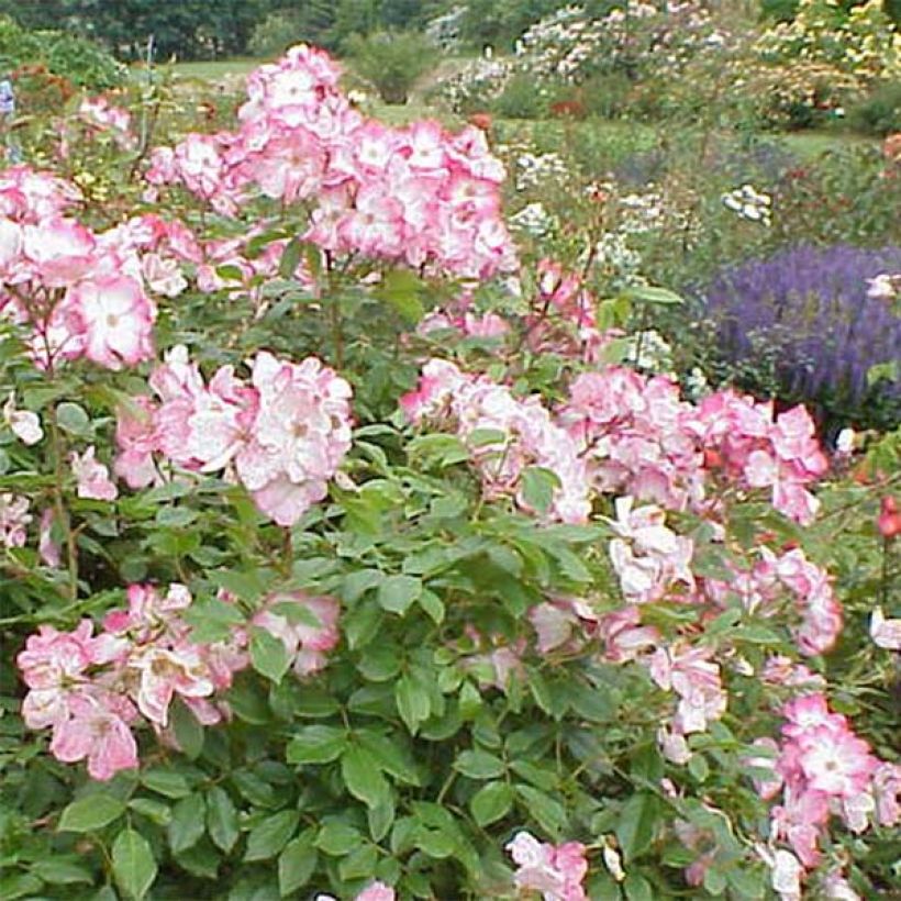 Rosa Rush lenmobri - Beetrose (Blüte)