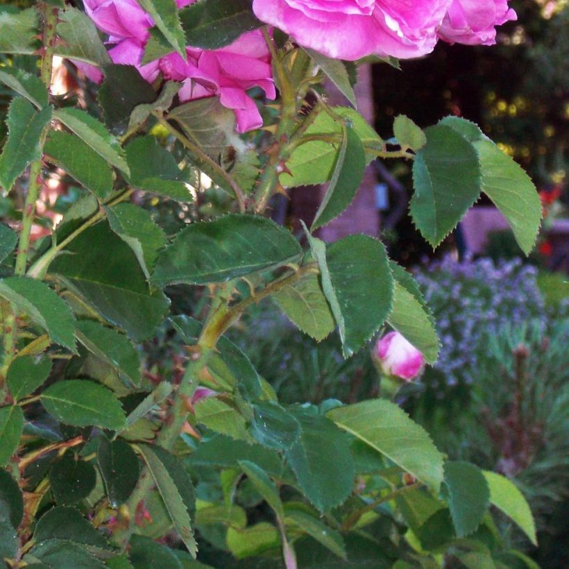 Rosa Rosier Baronne Prévost - Moderne Teerose (Laub)