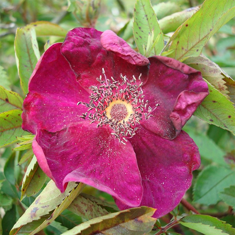 Rosa rugosa Basye's Purple Rose - Apfelrose (Blüte)