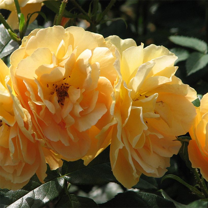 Rosa Bernstein Rose Taneitber - Beetrose (Blüte)