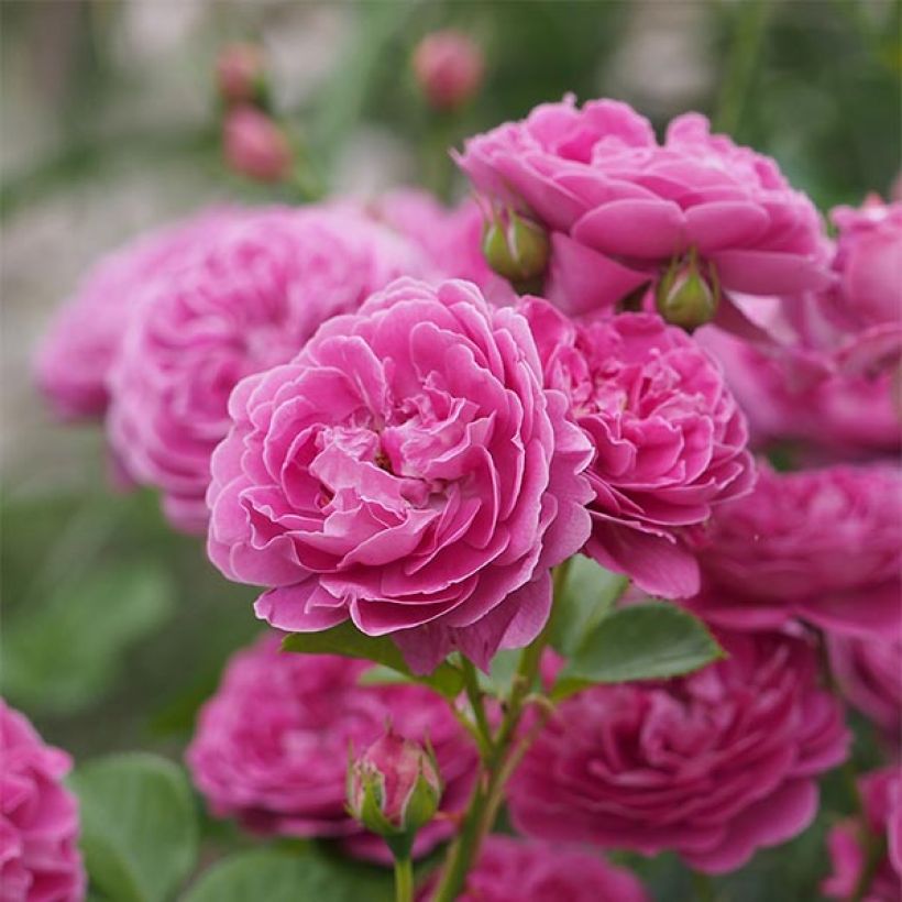 Rosa Blue Boy - Beetrose (Blüte)