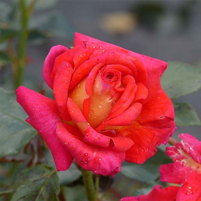 Rosa Parfum de Grasse - Edelrose (Blüte)