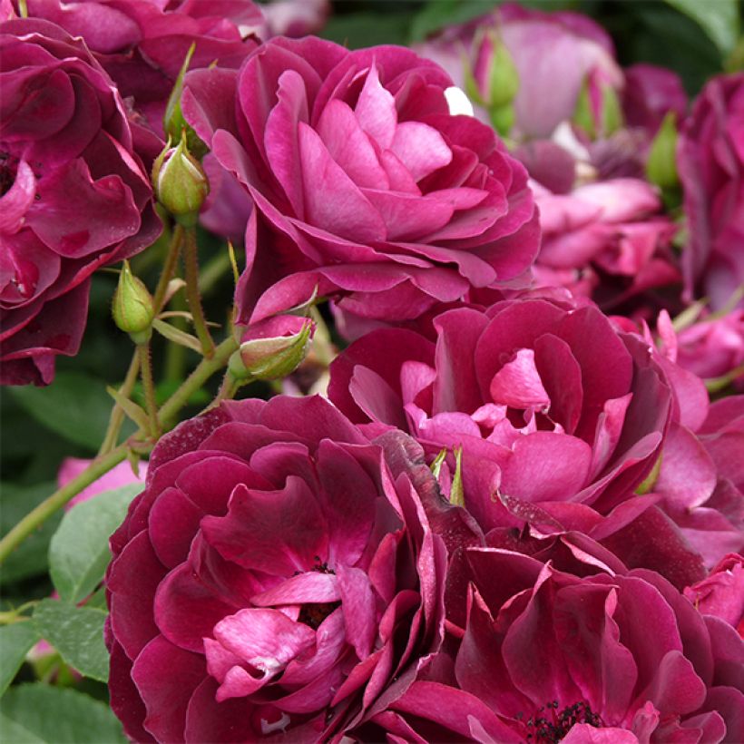 Rosa Burgundy Ice - Beetrose (Blüte)