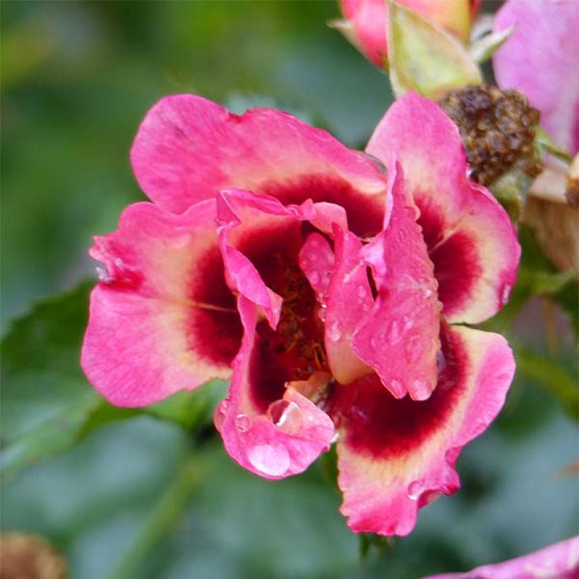 Rosa persica Coral Babylon Eyes - Zwerg-Parkrose (Blüte)