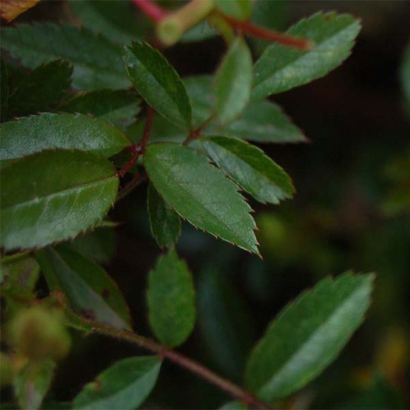 Rosa Nozomi - Bodendecker-Rose (Laub)