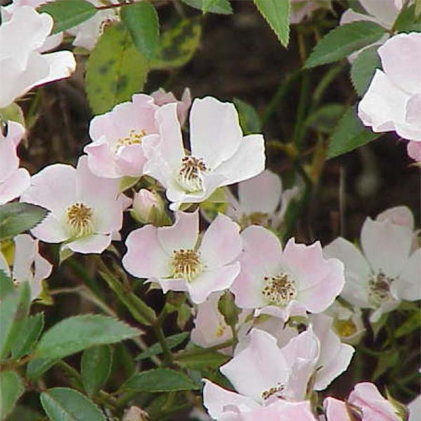 Rosa Nozomi - Bodendecker-Rose (Blüte)