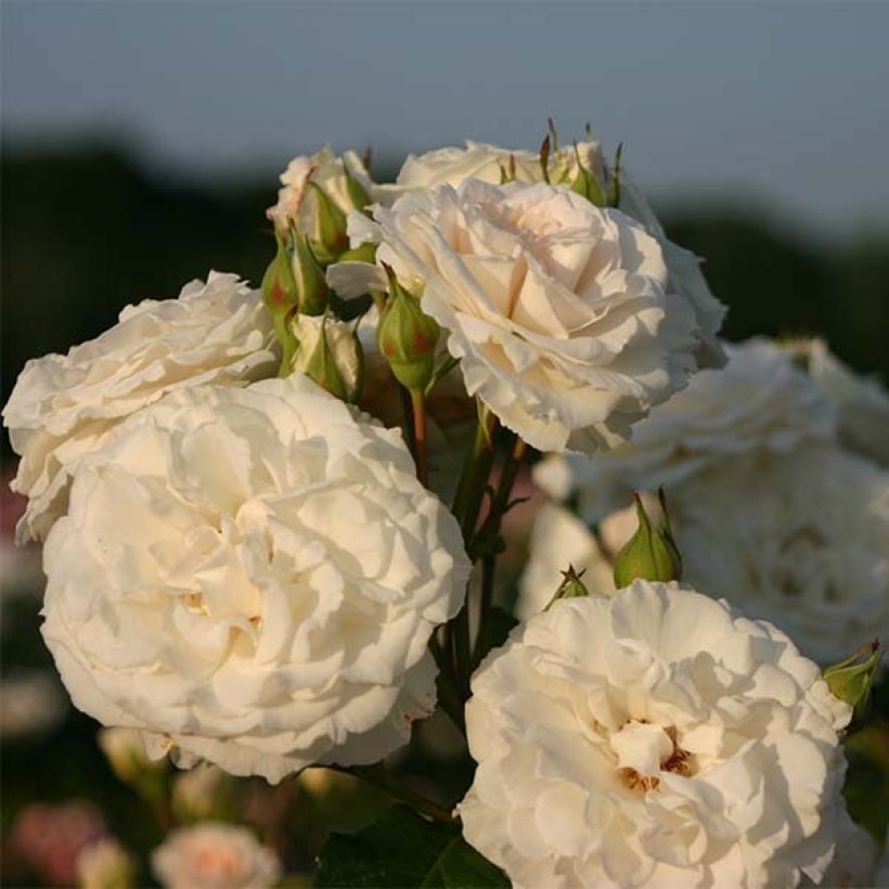 Rosa Swany - Bodendecker-Rose (Blüte)