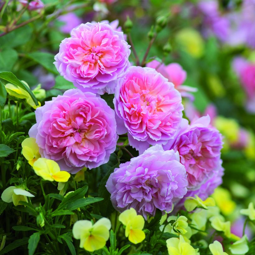 Rosa moschata Anne Boleyn - Englische Rose (Blüte)