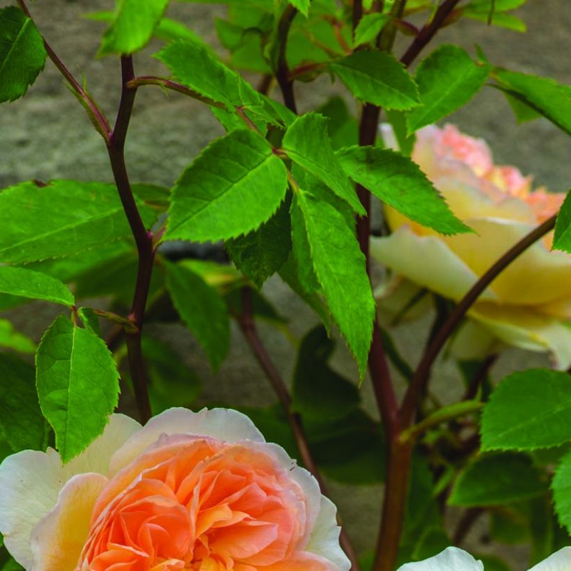 Rosa Bathsheba - Englische Rose (Laub)