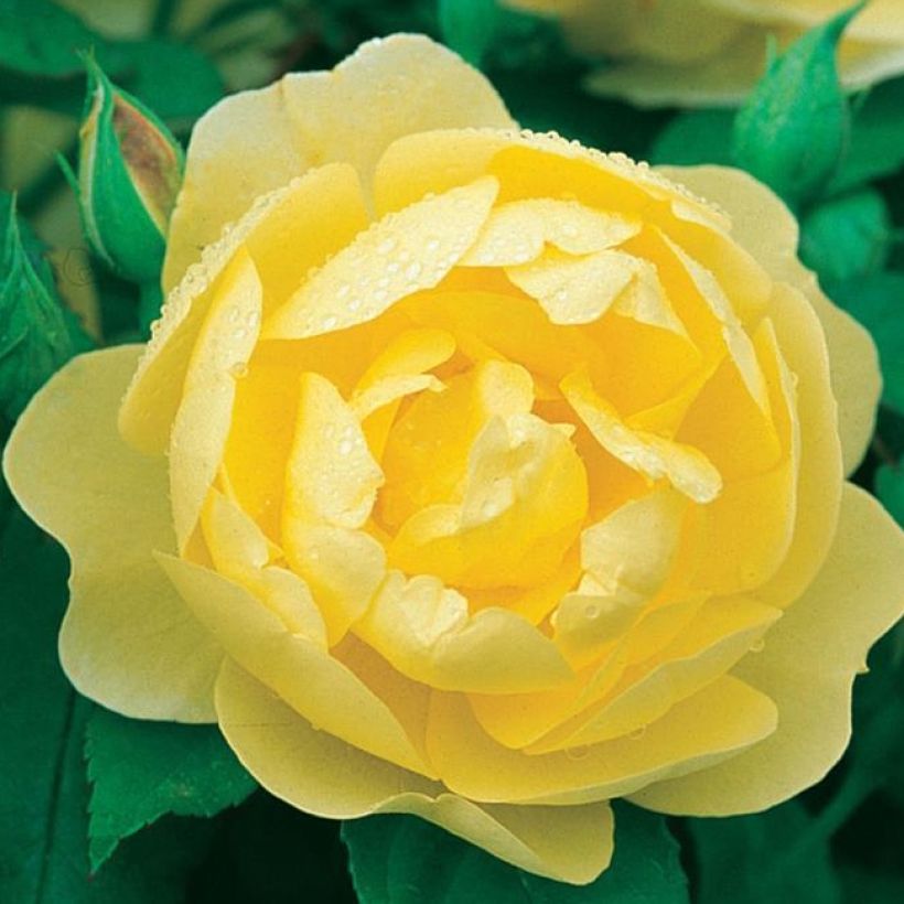 Rosa Blythe Spirit - Englische Rose (Blüte)