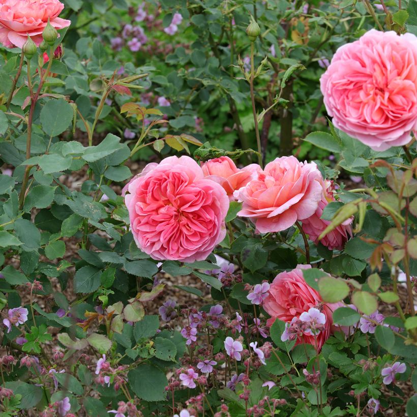 Rosa Boscobel - Englische Rose (Hafen)