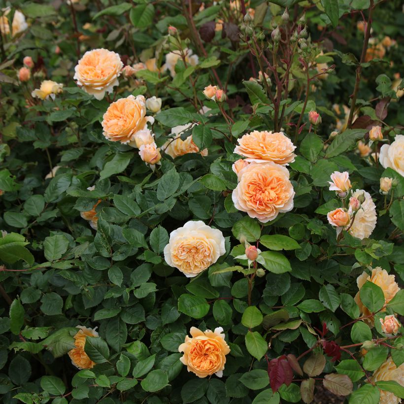 Rosa Crown Princess Margareta - Englische Rose (Hafen)