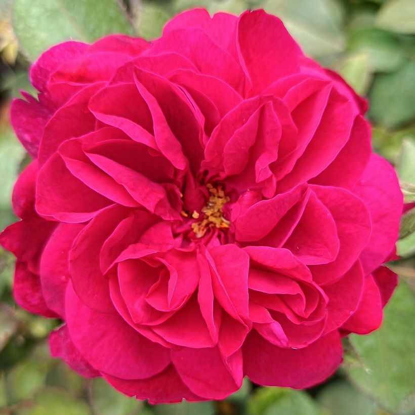 Rosa Darcey Bussel - Englische Rose (Blüte)