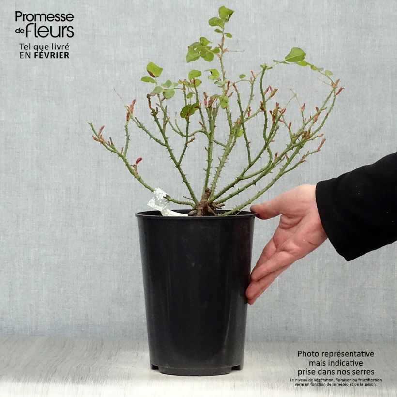 Exemplar von Rosier David Austin Princess Anne  en pot de 3/4L wie im Winter geliefert